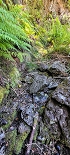 Plants: image 37 Of 208 Thumb
